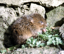 Watervole